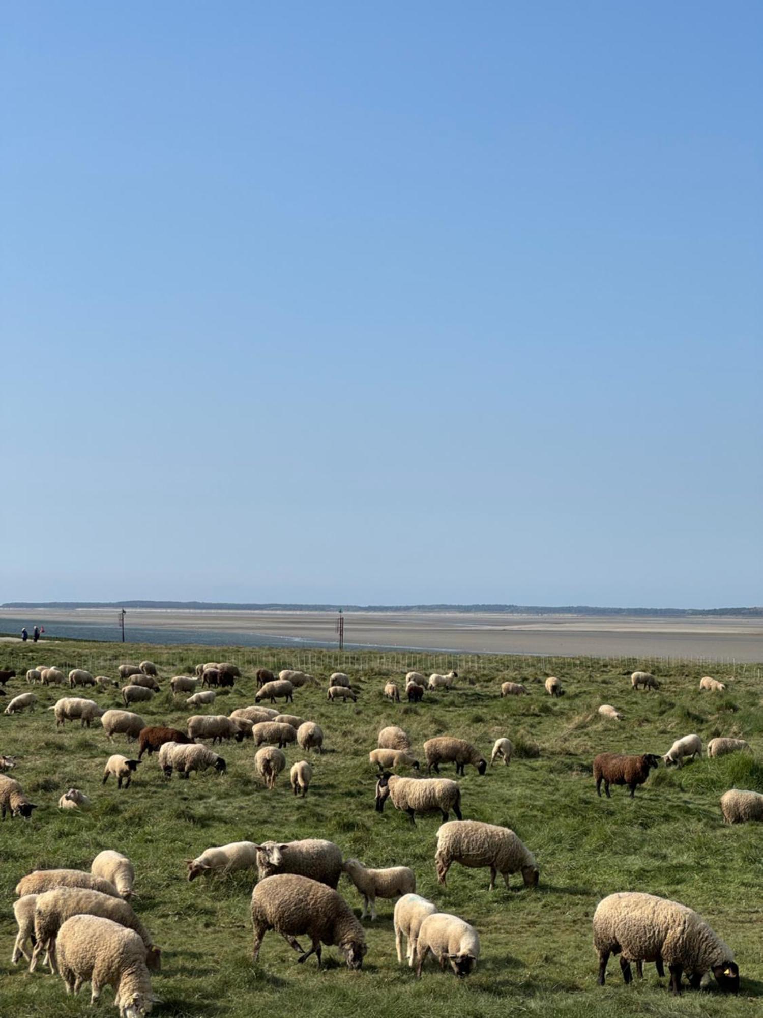 Du Flot - Baie De Somme * Boismont (Somme)